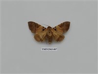 藏品(夜蛾337)的圖片